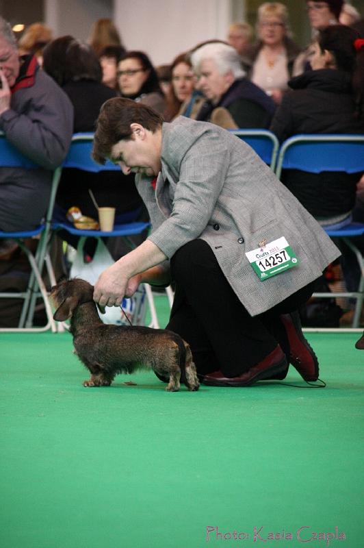 Crufts2011_2 976.jpg